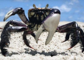 Cata e comercialização do caranguejo estão proibidas a partir desta terça