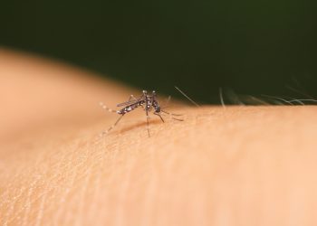 DENGUE EM LINHARES – Mês de Janeiro já registra mais de 3 casos por dia