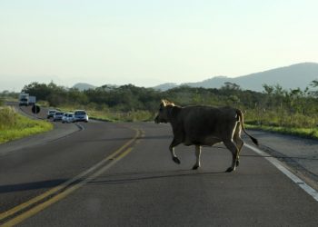 Motorista que teve carro atingido por boi deve ser indenizado em R$12 mil