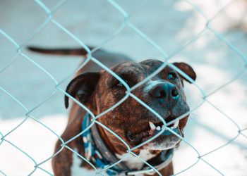 Negada indenização a mulher que foi mordida por cachorro