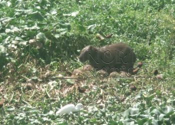 Grupo de capivaras vira atração em Linhares