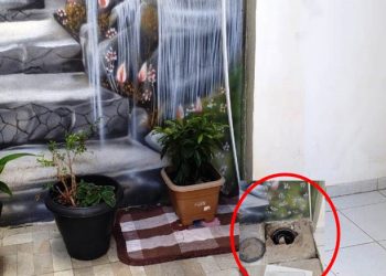 “GATO” DE ENERGIA – Crime ocorria há cerca de dez anos