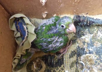 Cativeiro ilegal de aves silvestres é descoberto pela polícia em Linhares