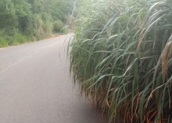 Mato invade rodovia que liga a sede de Linhares as localidades de Japira e São Rafael; Vídeo
