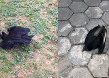 Urubus são encontrados mortos no Juparanã. Morador suspeita de envenenamento; Vídeo