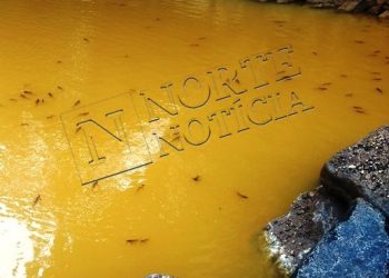 Peixes agonizam no Rio Pequeno; Veja vídeo