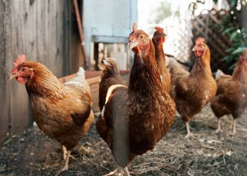 Justiça nega indenização a homem que culpou vizinho pela morte de 25 galinhas de sua propriedade
