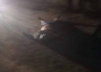 Homem é morto com mais de 20 facadas em Sooretama