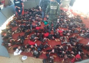Polícia fecha rinha com 154 galos no interior do Estado