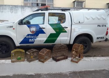 Policia Militar Ambiental apreende aves mantidas em cativeiros no interior do estado