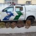 Policia Militar Ambiental apreende aves mantidas em cativeiros no interior do estado