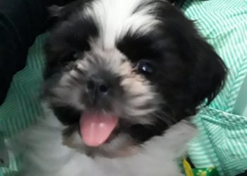 PROCURA-SE: Quem viu o Pingo?