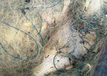 VÍDEOS – PMA apreende mais de 2 mil metros de rede de pesca  e cerca de 90 KG de peixes em Lagoa de Linhares