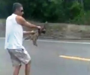 VÍDEO – Bombeiro de folga ajuda bicho preguiça na BR 101 em Sooretama