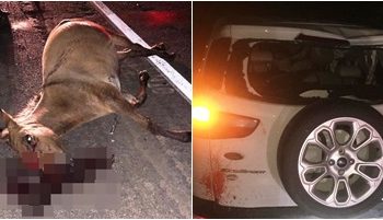 Cavalo é atropelado e morto na Estrada do Pontal