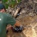 Começou neste domingo o 2º período de proibição de captura do caranguejo-uça