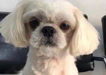 Mil reais para quem encontrar o Nick