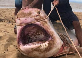 VÍDEO – Tubarão de 500 quilos malha em rede no mar de Regência