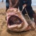 VÍDEO – Tubarão de 500 quilos malha em rede no mar de Regência