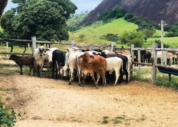 Equipe da Delegacia de Polícia de Montanha recupera 22 cabeças de gado