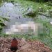 Corpo de mulher com requintes de crueldade é encontrado em Lagoa do Interlagos