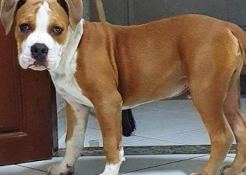Cão é furtado e dono oferece Mil Reais para quem souber de seu paradeiro