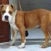 Cão é furtado e dono oferece Mil Reais para quem souber de seu paradeiro