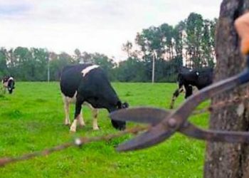 Suspeitos de furtar 22 cabeças de gado são presos por Policiais Civis de Montanha