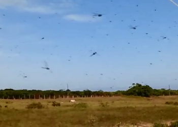 VÍDEO – Nuvem de Libélula (Lavadeira) assusta moradores no interior de Linhares