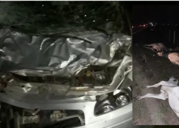 VÍDEO – Gado provoca acidente na estrada do Pontal