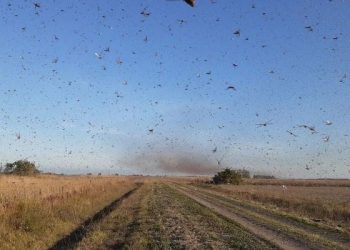 Nuvem da gafanhotos: governo declara emergência fitossanitária