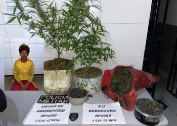 Em vídeo policial Militar conta ação em Rio Quartel que acabou com apreensão de 5 pés de maconha.