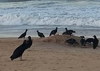 Baleia morta é devorada por urubus no Pontal do Ipiranga