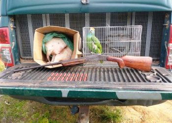 Arma, munições, pássaros silvestres e carne de caça são apreendidos pela PMA em Linhares