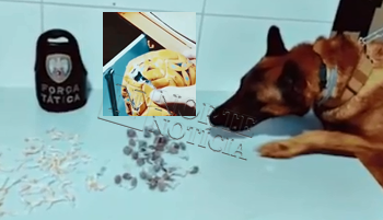 VÍDEO – Equipe K-9/Força Tática realiza apreensão de drogas escondidas dentro de bola de futebol
