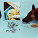 VÍDEO – Equipe K-9/Força Tática realiza apreensão de drogas escondidas dentro de bola de futebol