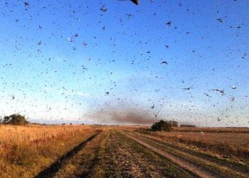 Nuvem de gafanhotos pode chegar ao Brasil na próxima quarta-feira