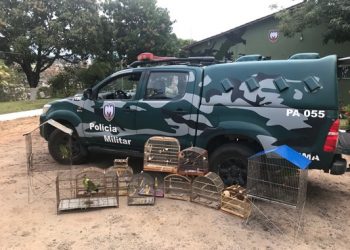 Polícia Militar apreende armas, pássaros silvestres em Linhares  e constata desmatamento irregular em Cachoeiro de Itapemirim
