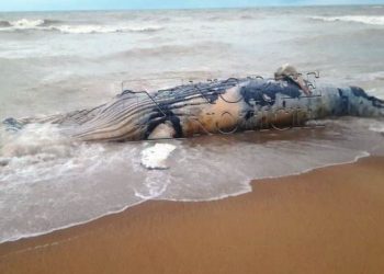 VÍDEO – Mais uma baleia é encontrada morta no litoral de Linhares