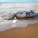 VÍDEO – Mais uma baleia é encontrada morta no litoral de Linhares