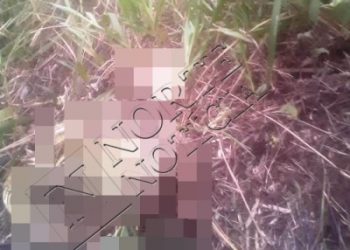 Ossada humana é encontrada em canavial de Linhares