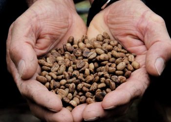 Agricultores do norte do ES recebem sementes do conilon Conquista.