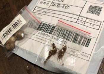 Sementes misteriosas da China chegam ao Brasil e autoridades emitem alerta