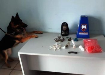 Polícia Militar apreende drogas com auxílio de cão farejador em Pinheiros