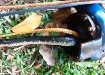 Cobra entra em tubulação e deixa moradores do Farias sem água, em Linhares