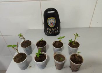 Oito pés de maconha são apreendidos pela Força Tática no bairro Movelar, em Linhares