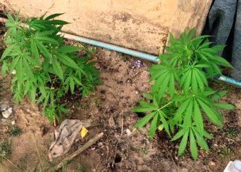 PM apreende pés de maconha em Vila Valério