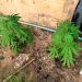PM apreende pés de maconha em Vila Valério