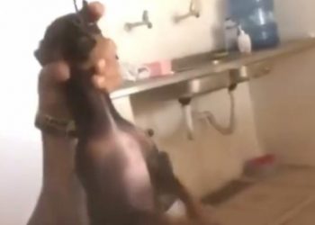 Mais um suposto caso de maus-tratos de animais está circulando pelas redes sociais