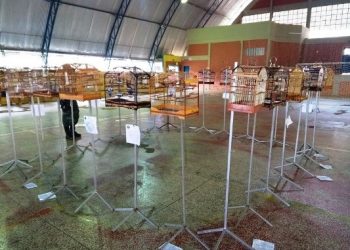 BPMA apreende 47 pássaros silvestres durante fiscalização em torneio clandestino em Rio Bananal